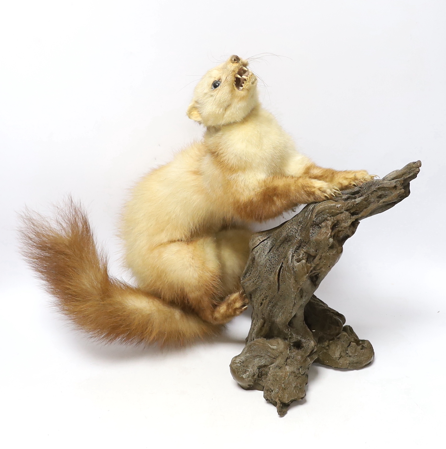 A taxidermy ferret on branch, 46cm wide